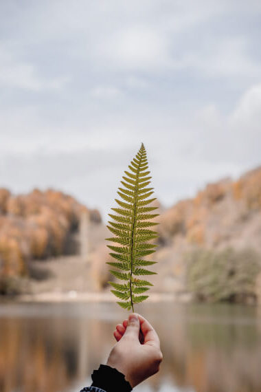 leaf